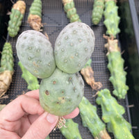 Rare Cactus - Tephrocactus geometricus triple balls