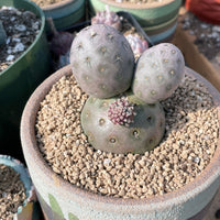 Rare Cactus - Tephrocactus geometricus triple balls