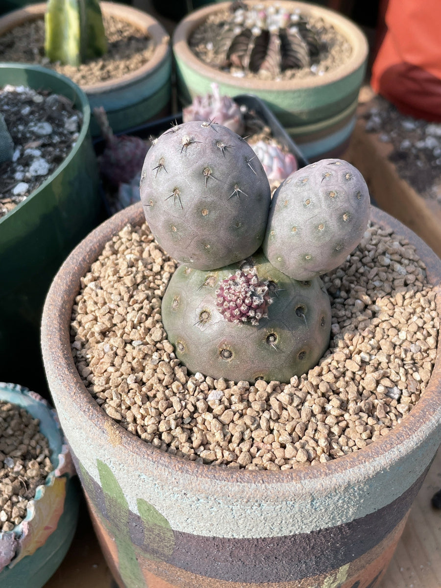 Rare Cactus