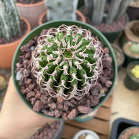 Rare Euphorbia - Euphorbia Columnaris (4”-5”)