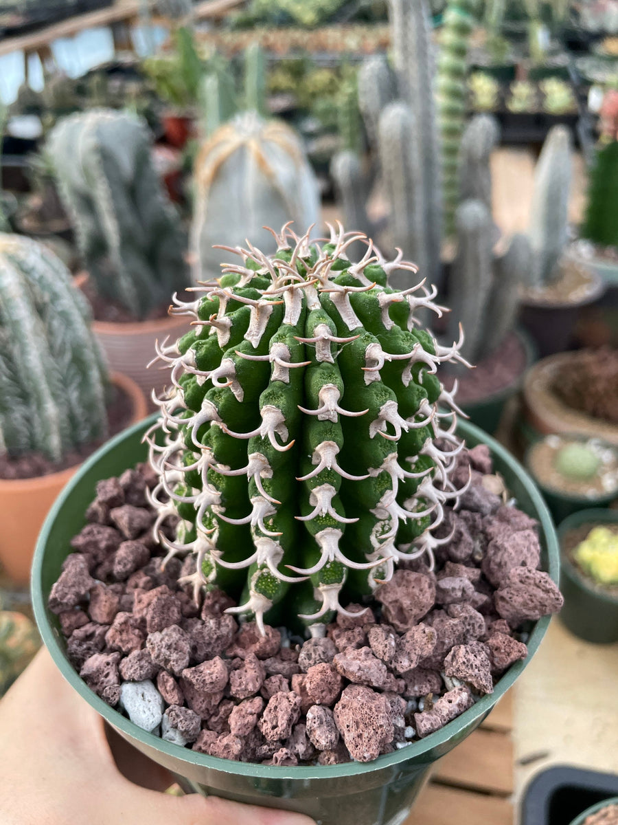 Rare Euphorbia