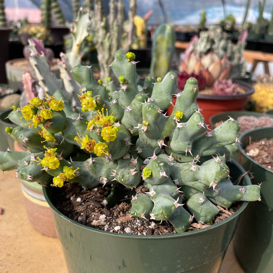 euphorbia cactus succulent Rare Euphorbia