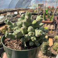 Rare Euphorbia - Euphorbia clivicola (5.5” pot)
