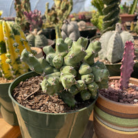 Rare Euphorbia - Euphorbia clivicola (5.5” pot)