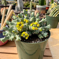 Rare Euphorbia - Euphorbia clivicola (5.5” pot)