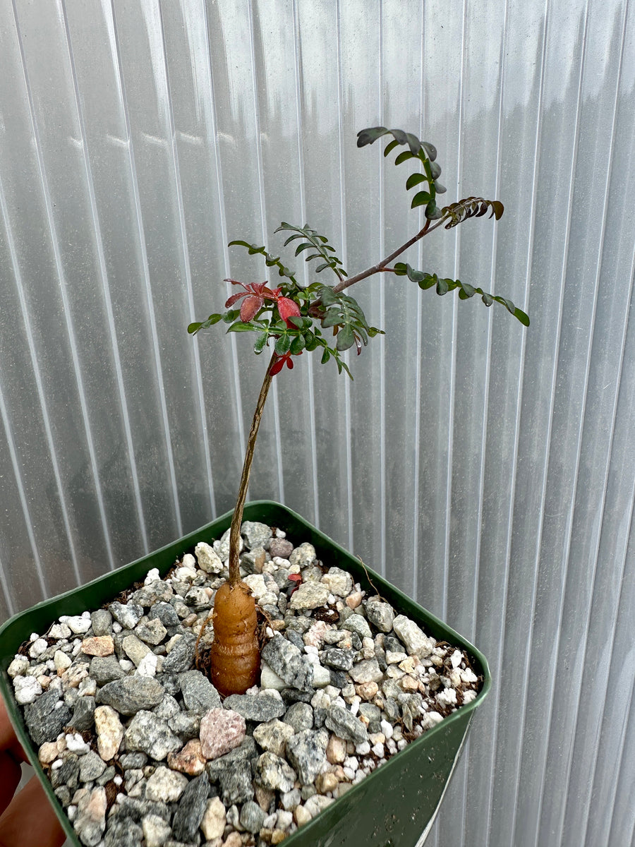 bonsai operculicarya decaryi Rare Succulent