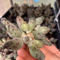 Rare Succulents - Adromischus cooperi