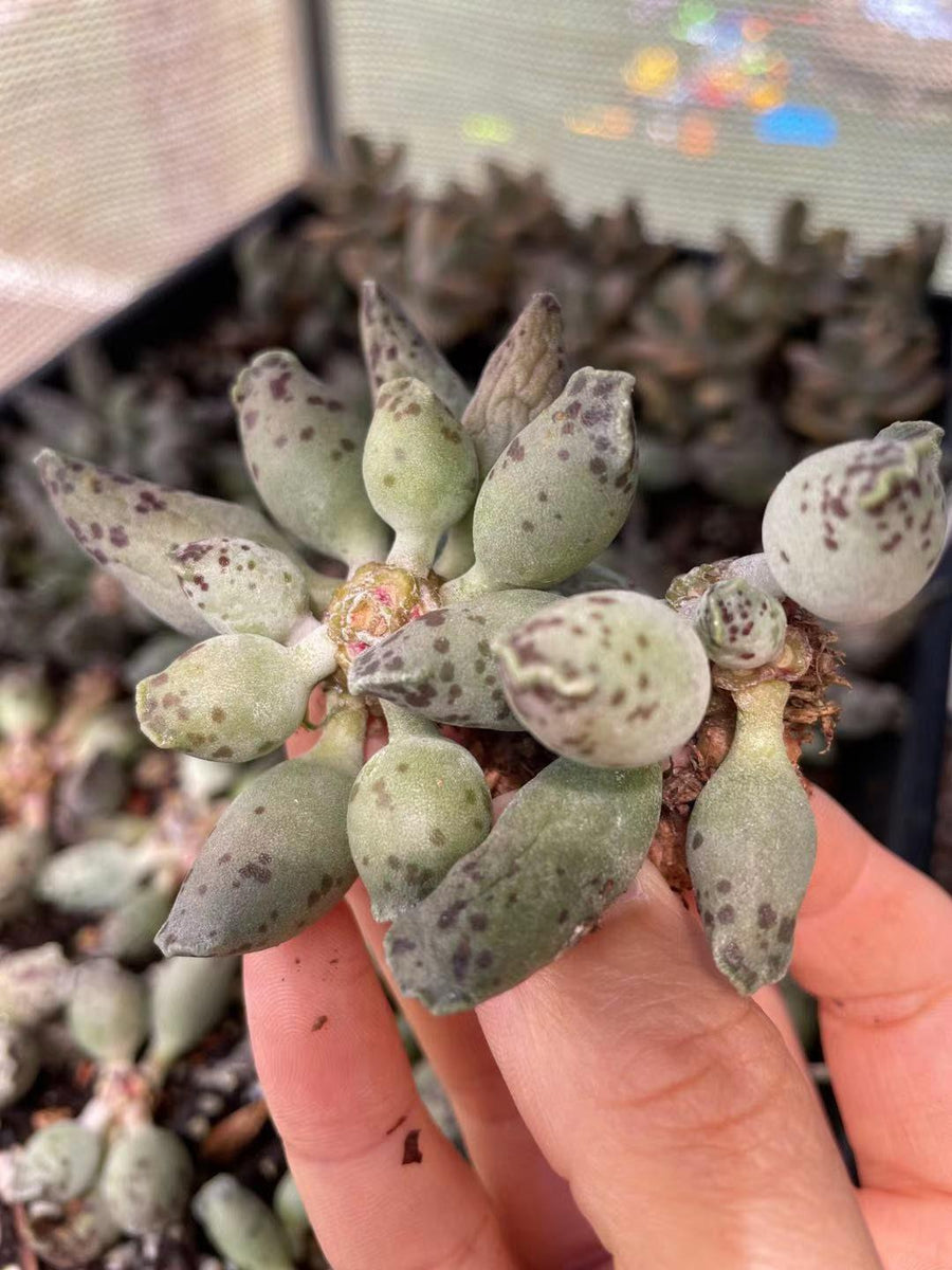 Rare Succulents - Adromischus cooperi