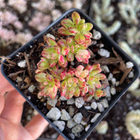 Rare Succulents - Aeonium Sedifolius Varigated