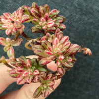 Rare Succulents - Aeonium Sedifolius Varigated