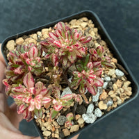 Rare Succulents - Aeonium Sedifolius Varigated