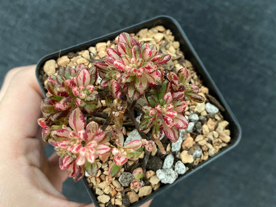 Rare Succulents - Aeonium Sedifolius Varigated