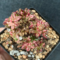 Rare Succulents - Aeonium Sedifolius Varigated