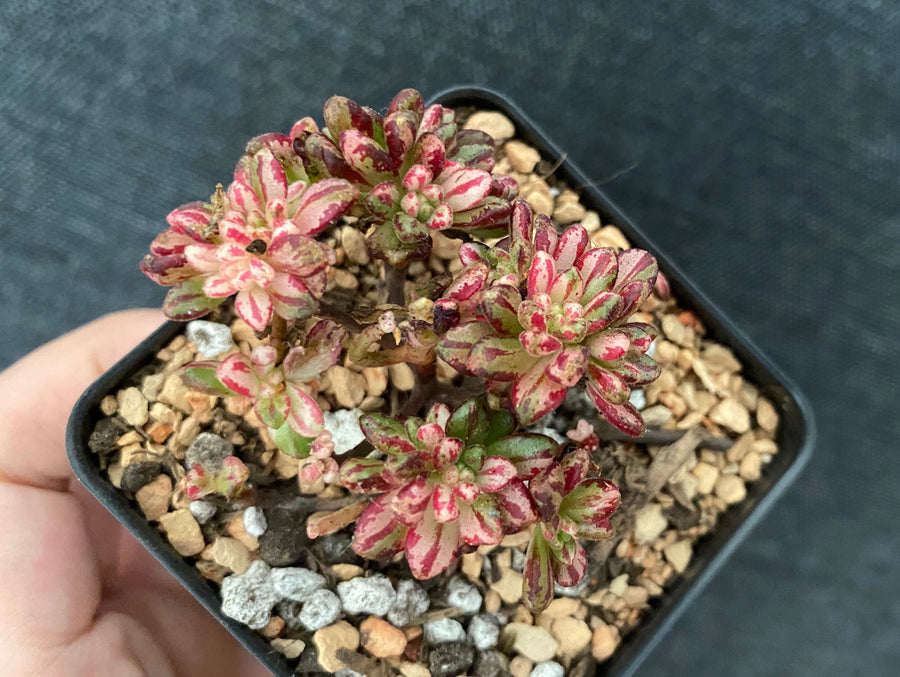 Rare Succulents - Aeonium Sedifolius Varigated