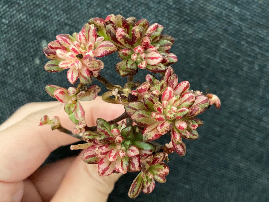 Rare Succulents - Aeonium Sedifolius Varigated