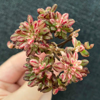 Rare Succulents - Aeonium Sedifolius Varigated