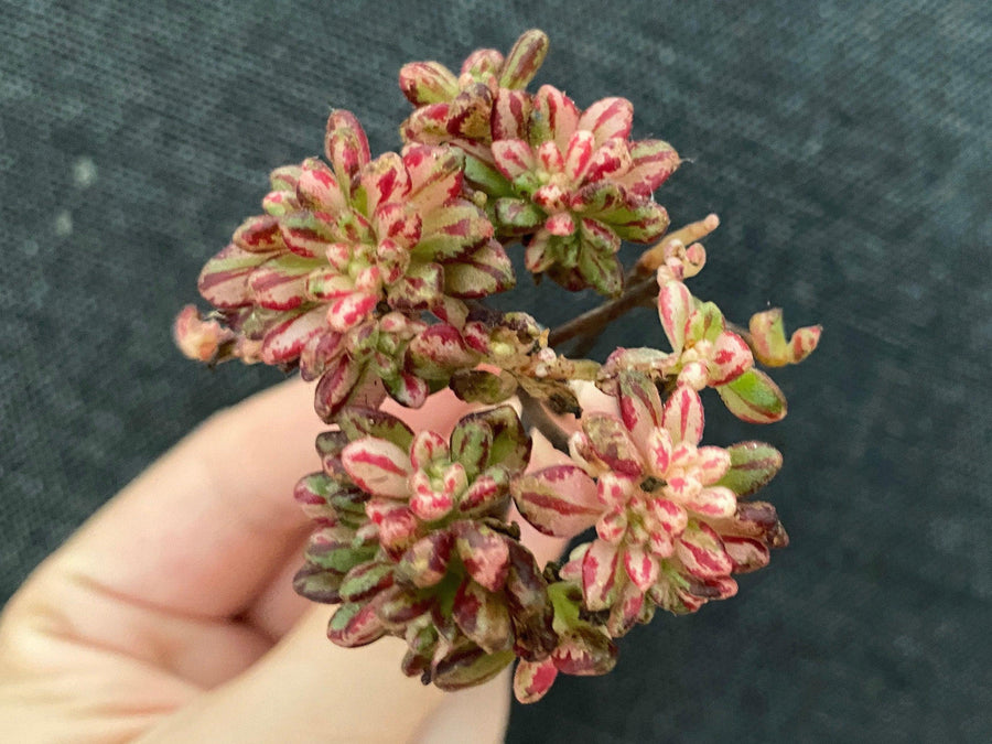 Rare Succulents - Aeonium Sedifolius Varigated