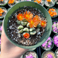 Rare Succulents - Conophytum Bilobum cluster (4” pot)