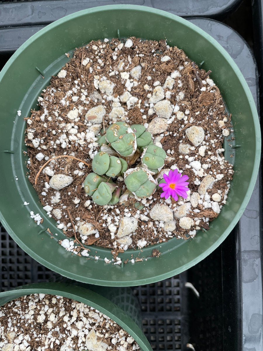 Rare Succulents - Conophytum Minutum small cluster (4” pot)– 1am