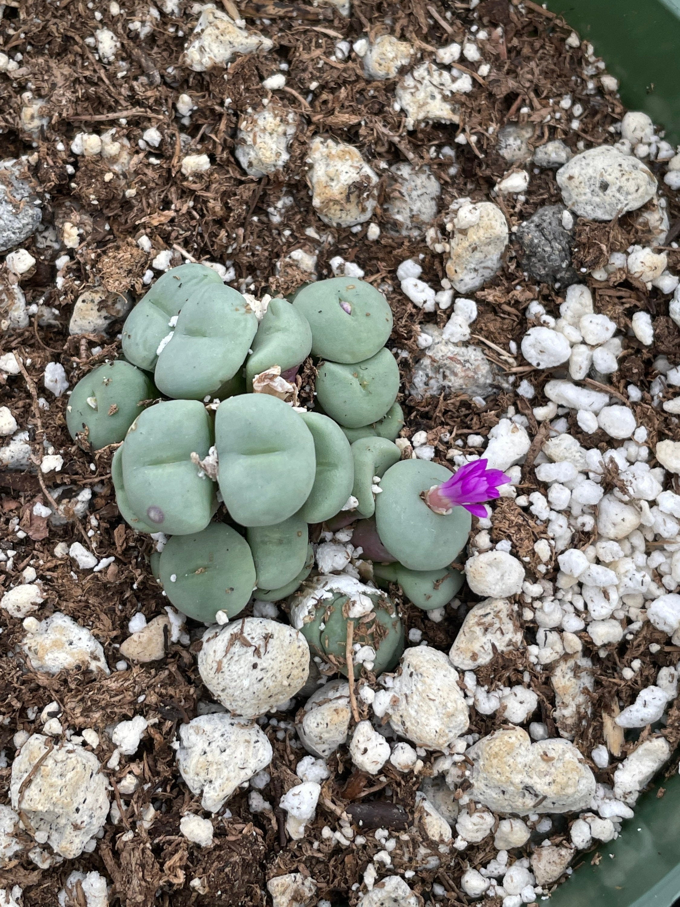 Rare Succulents - Conophytum Minutum small cluster (4” pot)– 1am