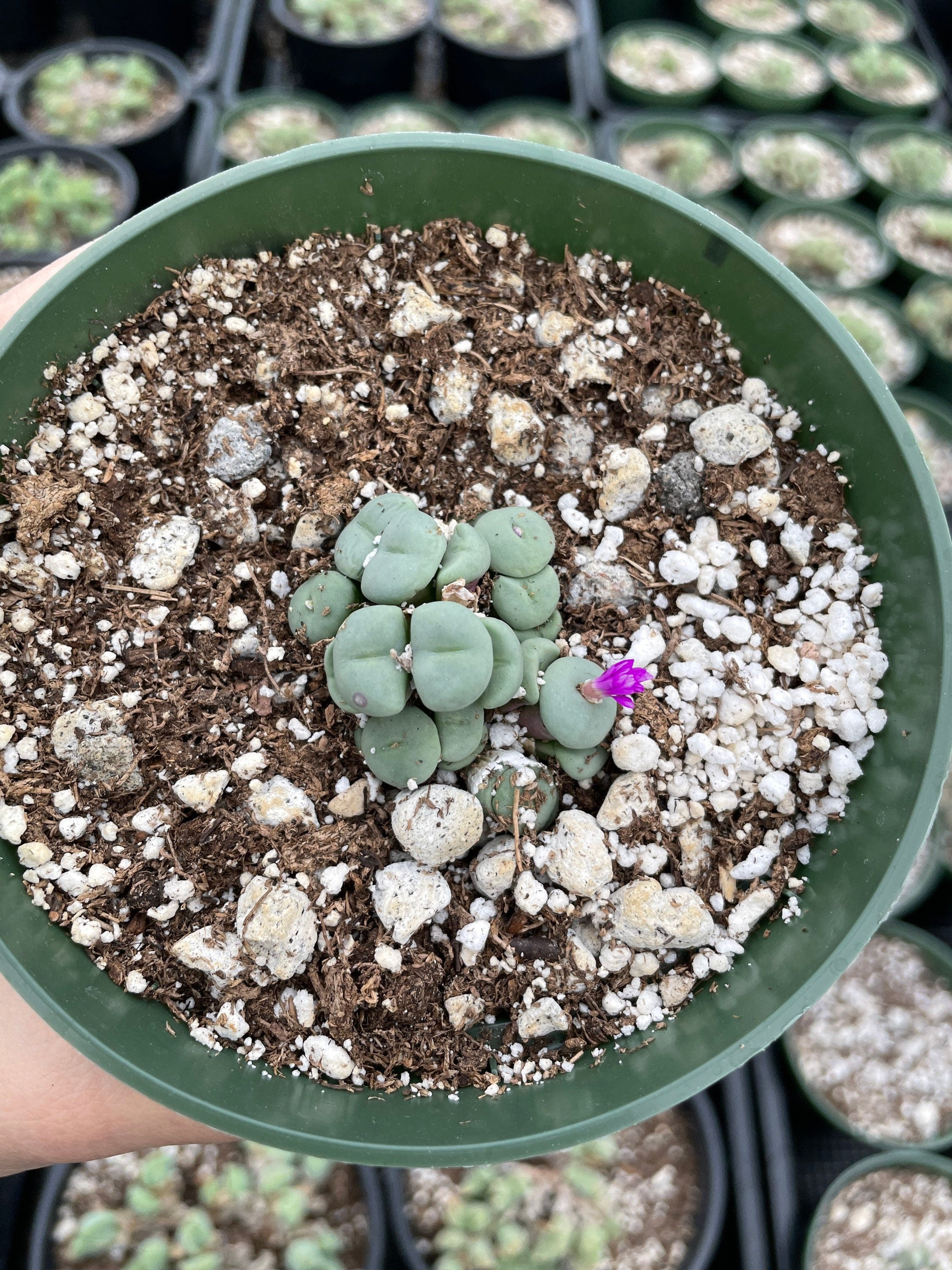 Rare-Succulents-Conophytum-