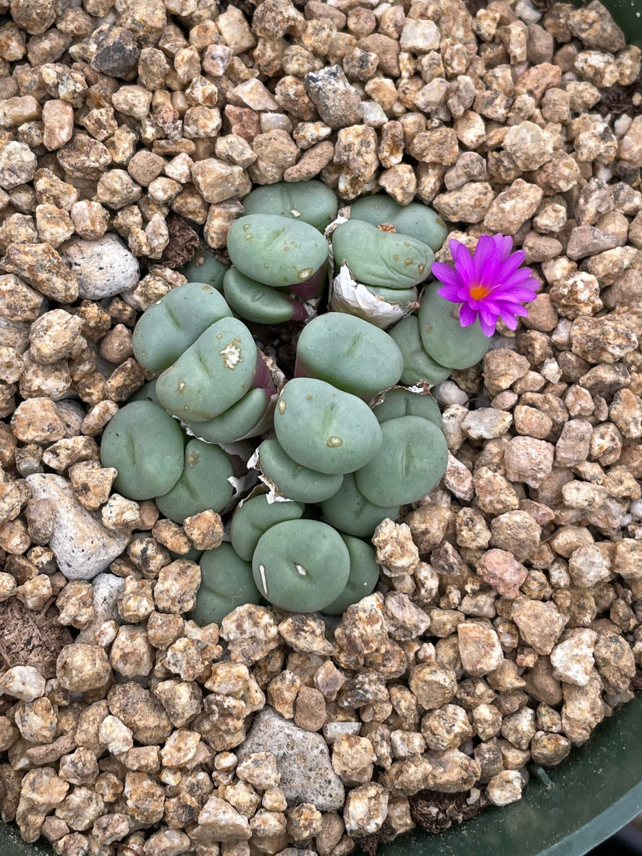 Rare Succulents - Conophytum Minutum small cluster (4” pot)– 1am