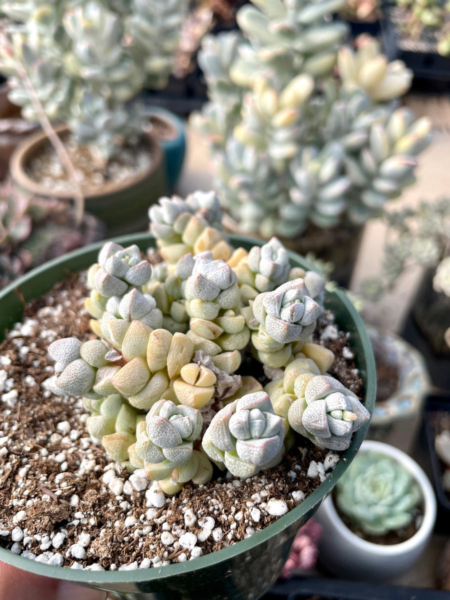 rare succulent types Rare Succulents