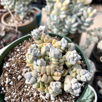 Rare Succulents - Crassula Deceptor cluster (2-5”-3”)