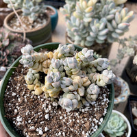 Rare Succulents - Crassula Deceptor cluster (2-5”-3”)