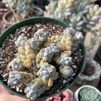 Rare Succulents - Crassula Deceptor cluster (2-5”-3”)
