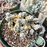 Rare Succulents - Crassula Deceptor cluster (2-5”-3”)