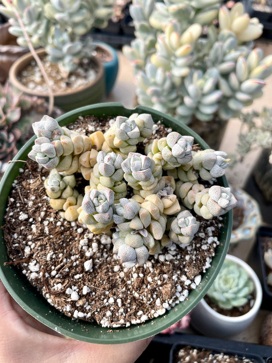 2.5 succulents Rare Succulents