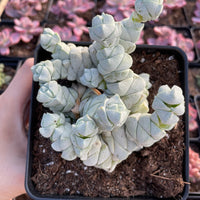 Rare Succulents - Crassula Deceptor cluster (2-5”-3”)