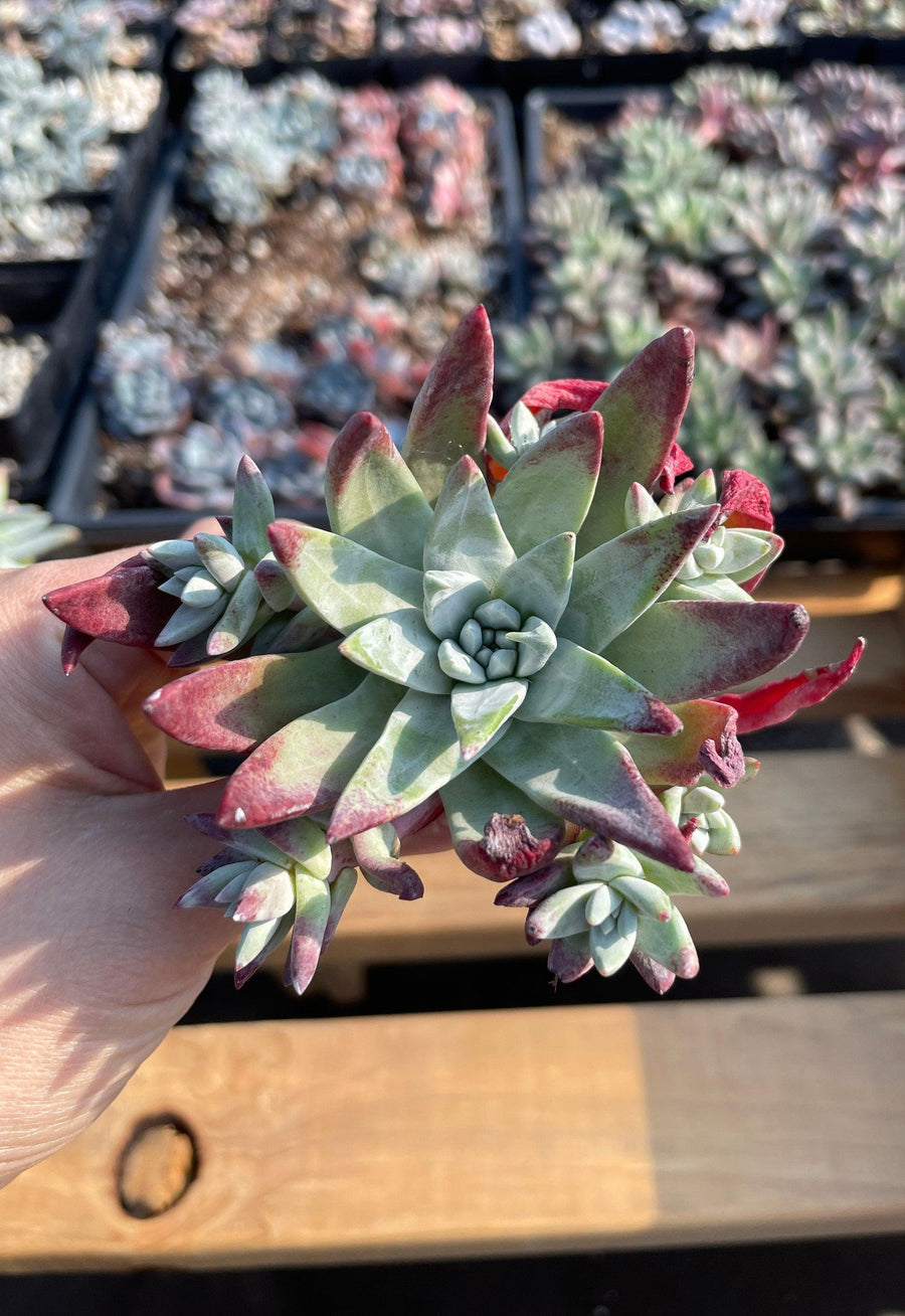Rare Succulents - Dudleya Farinose red tips