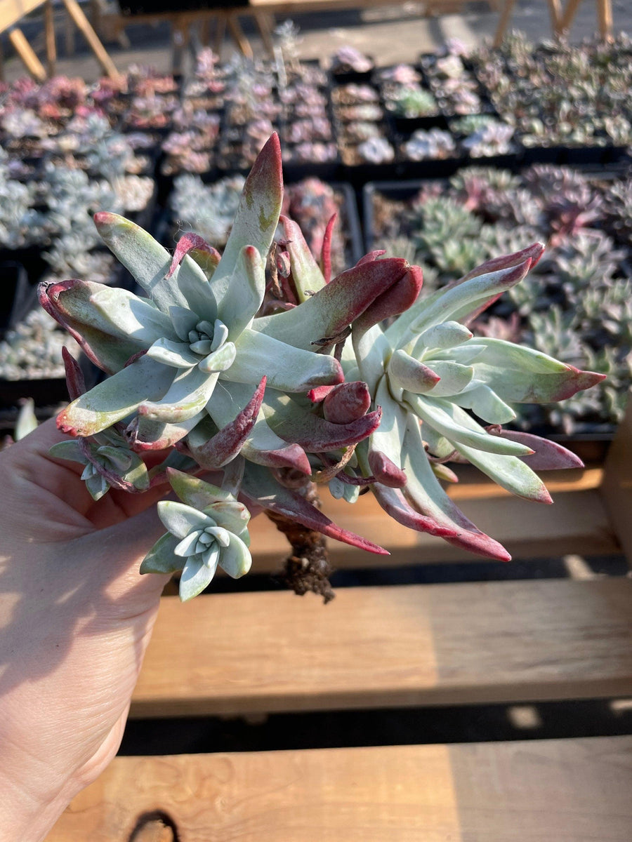 Rare Succulents - Dudleya Farinose red tips