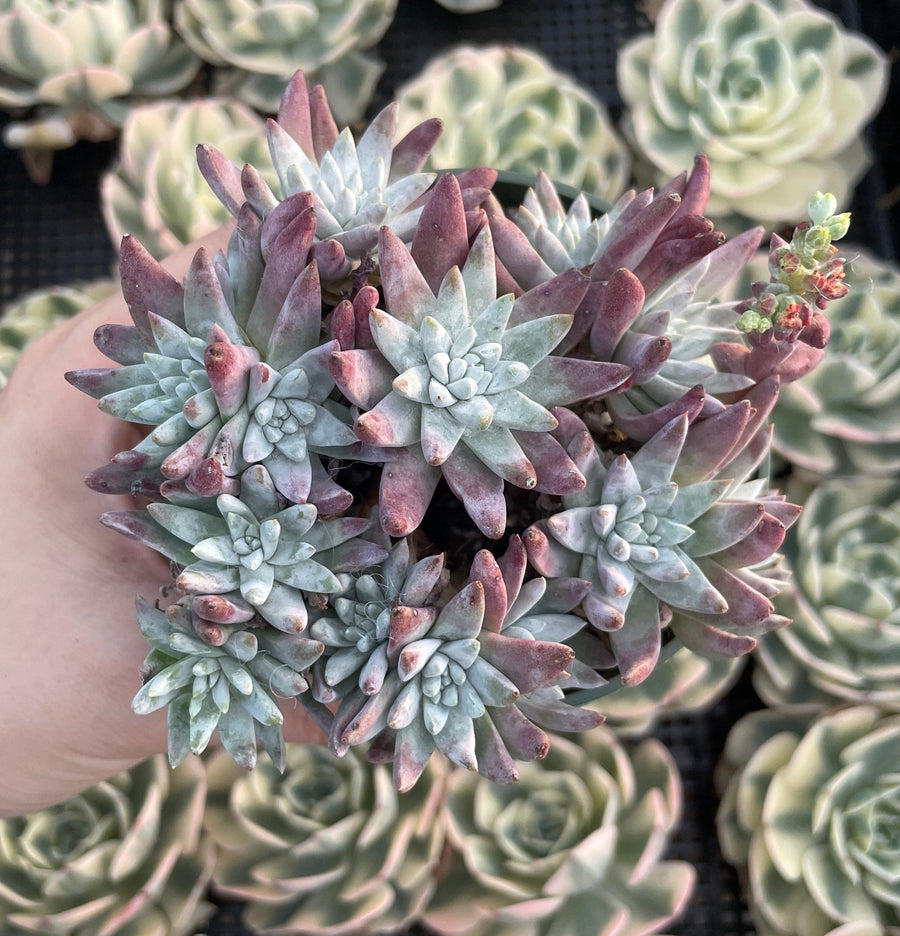 Rare Succulents - Dudleya white gnoma cluster