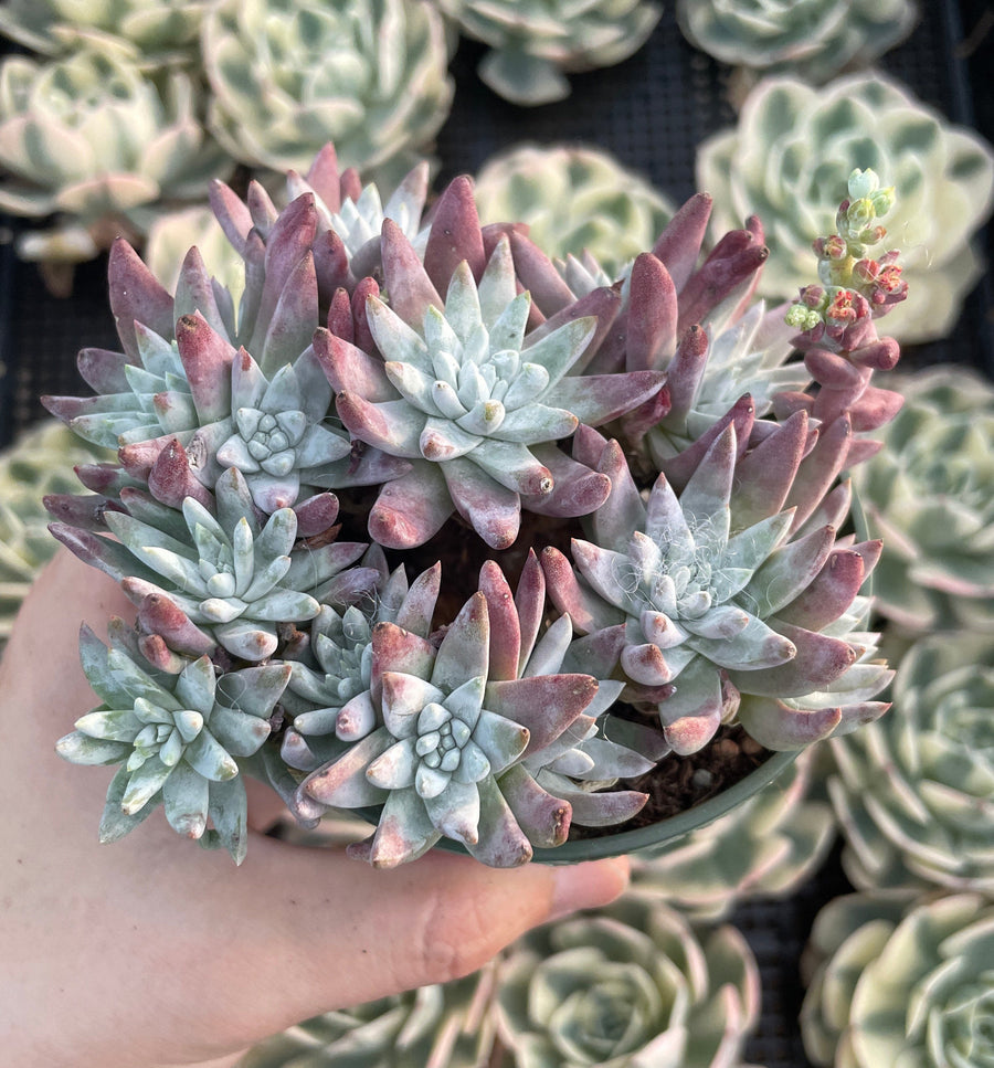 Rare Succulents - Dudleya white gnoma cluster