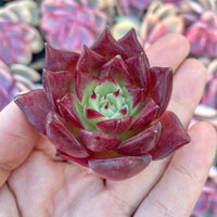 Rare Succulents - Echeveria Agavoides Cayenne