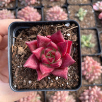 Rare Succulents - Echeveria Agavoides Cayenne