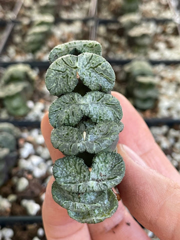 Rare Succulents - Haworthia Black Woutera