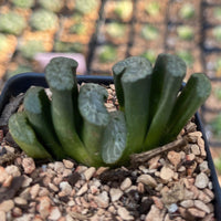 Rare Succulents - Haworthia Truncata Astragalus