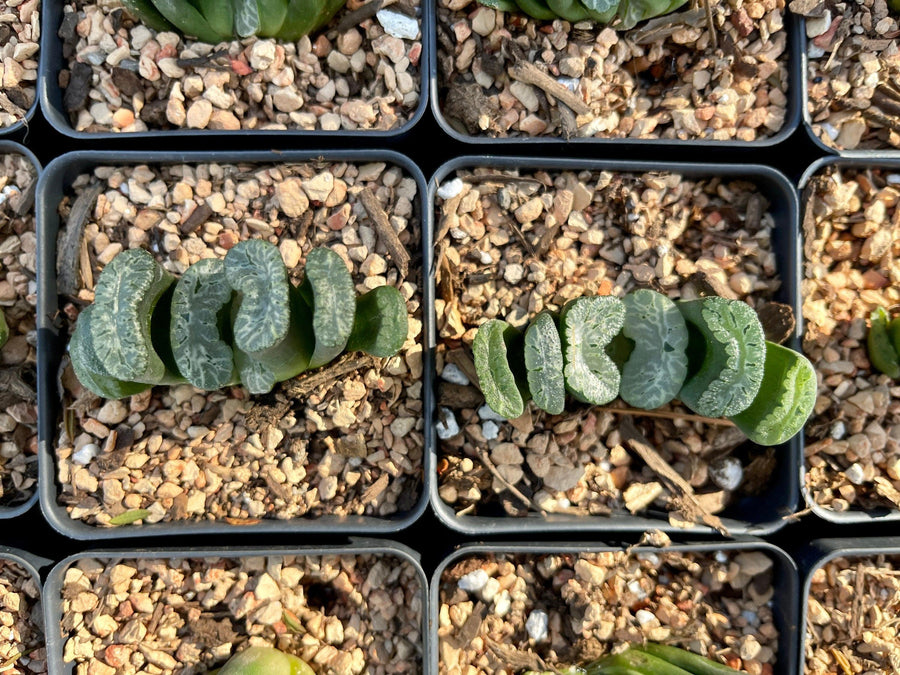 Rare Succulents - Haworthia Truncata Astragalus