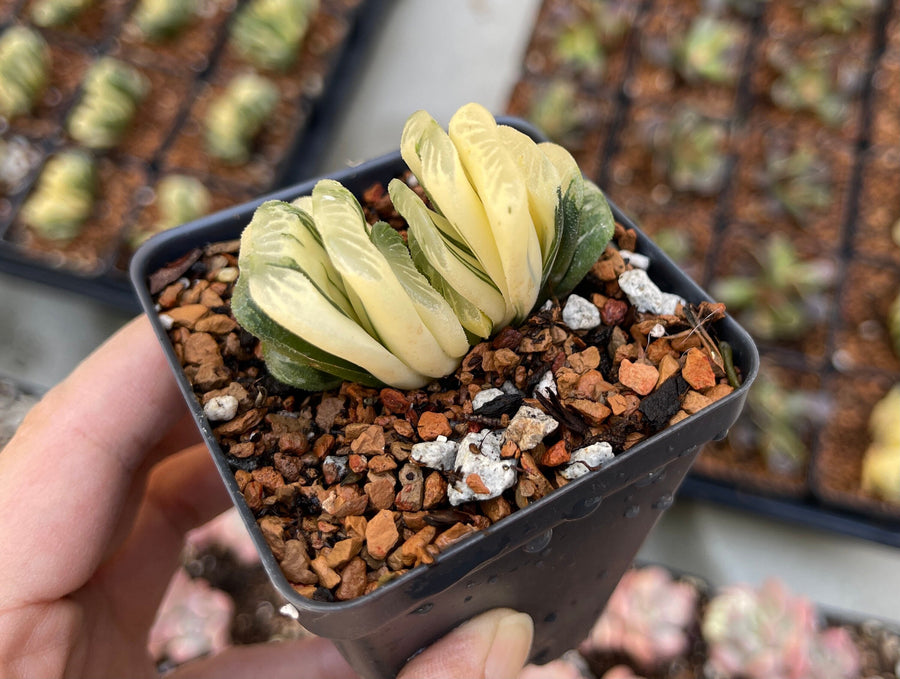 truncata succulent Rare Succulents