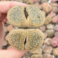 Rare Succulents - Lithops Aucampiae double heads extra large (2”+)