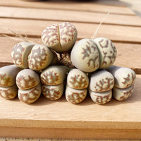 Rare Succulents - Lithops Dorotheae Single heads