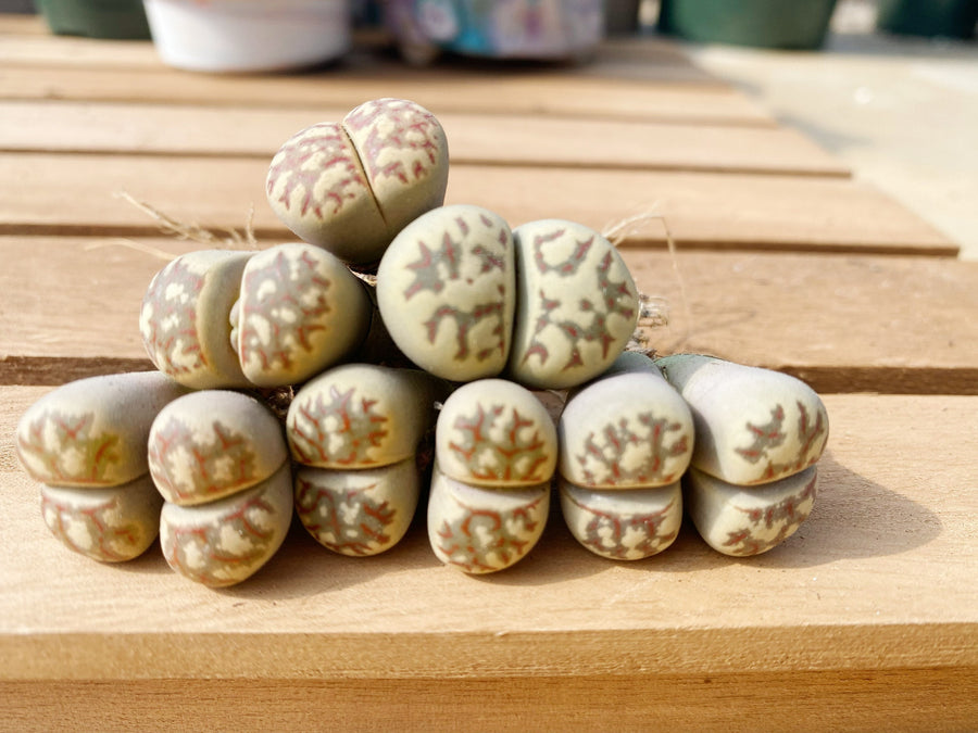 dorothea succulent Rare Succulents