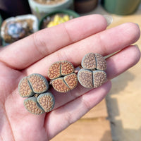 Rare Succulents - Lithops Verruculosa double heads (0.8”)
