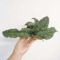 Rare Succulents - Sansevieria Blue Silver (8”-10”)