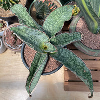 Rare Succulents - Sansevieria Blue Silver (8”-10”)