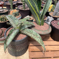 Rare Succulents - Sansevieria Blue Silver (8”-10”)